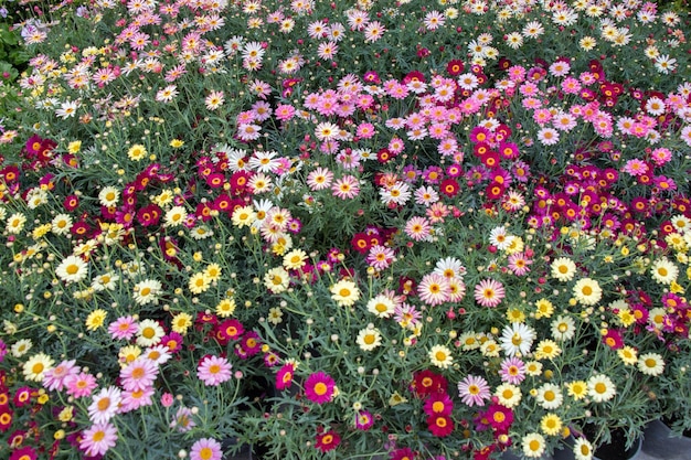 Fiori che sbocciano come sfondo