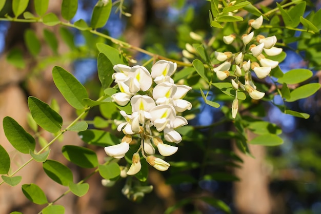 Fiori che sbocciano di acacia bianca in un parco in primavera.