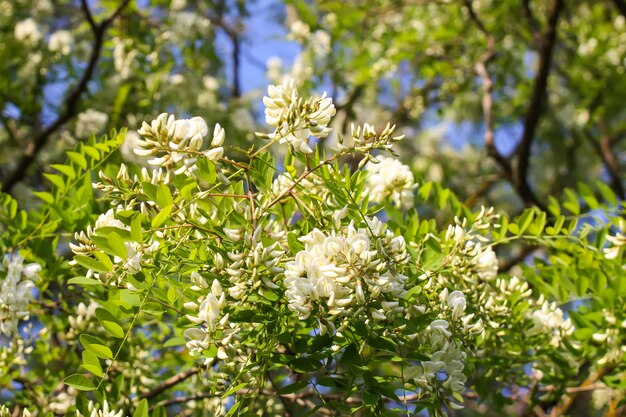 Fiori che sbocciano di acacia bianca in un parco in primavera.