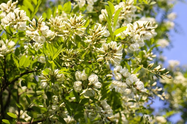 Fiori che sbocciano di acacia bianca in un parco in primavera.