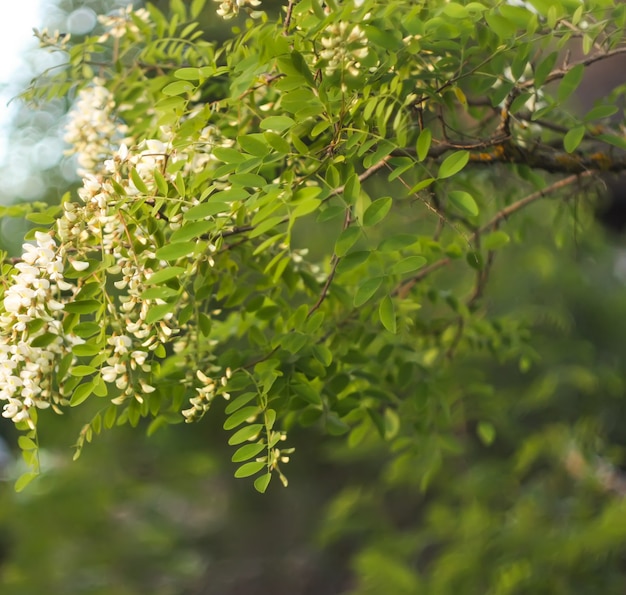 Fiori che sbocciano di acacia bianca in un parco in primavera.