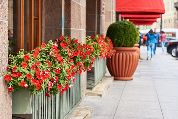 Fiori che sbocciano in città