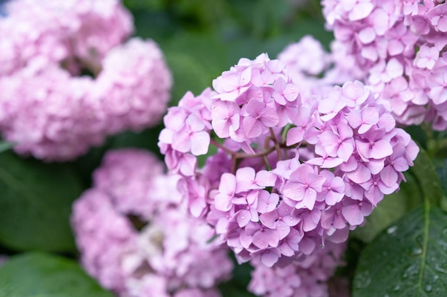 Fiori che sbocciano in giardino