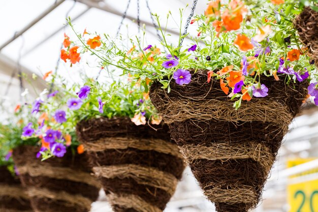 Fiori che sbocciano in vasi appesi su un display.