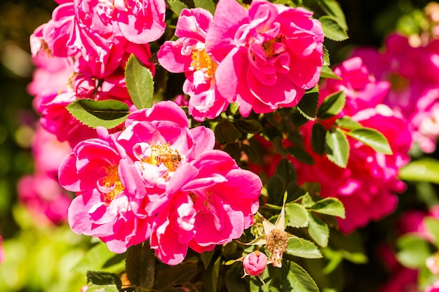 Fiori che sbocciano nel giardino all'inizio dell'estate.