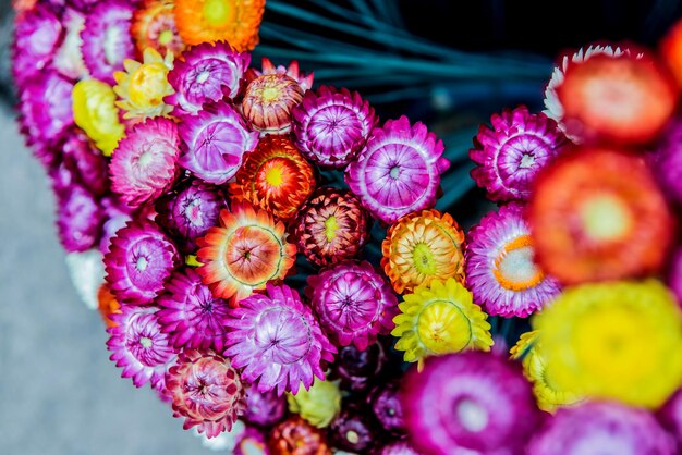 fiori che sbocciano nel giardino