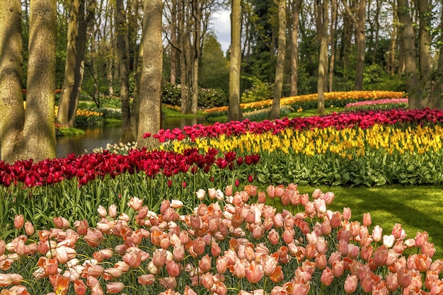 Fiori che sbocciano nel parco Keukenhof