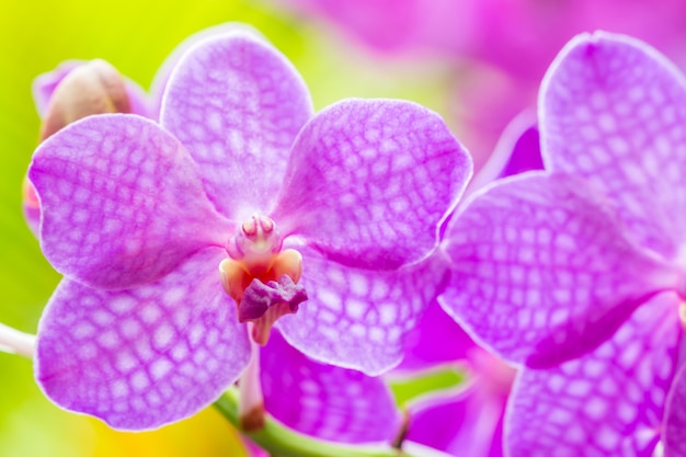 Fiori che sbocciano, orchidea viola, Vanda.