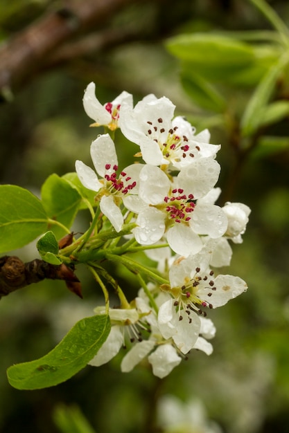 Fiori che sbocciano pera