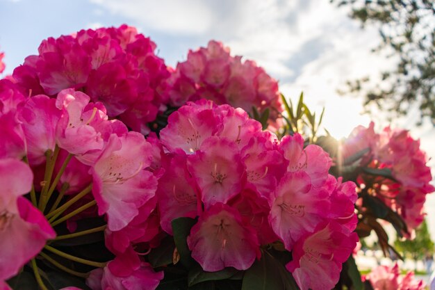 fiori che sbocciano rododendro nel giardino primaverile. rododendro pacifico o california rosebay