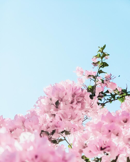 Fiori che sbocciano rosa pastello e cielo blu in uno sfondo floreale di un giardino da sogno