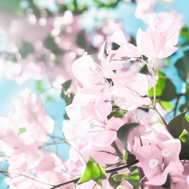 Fiori che sbocciano rosa pastello e cielo blu in uno sfondo floreale di un giardino da sogno