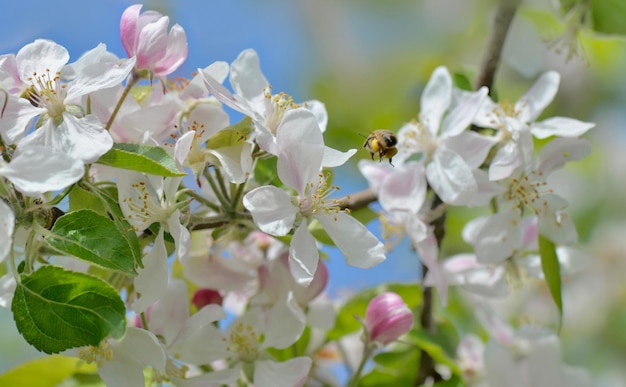 Fiori che sbocciano su un albero di mele su sfondo blu cielo in primavera con ape piena di polline