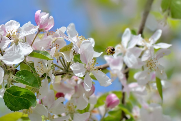 Fiori che sbocciano su un albero di mele su sfondo blu cielo in primavera con ape piena di polline