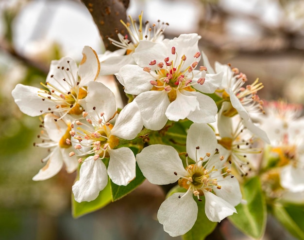 Fiori che sbocciano su un albero di pera