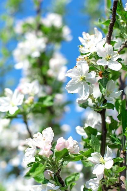 Fiori che sbocciano sui rami degli alberi