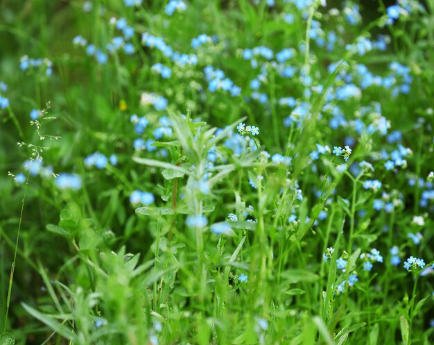 Fiori che sbocciano sul prato estivo