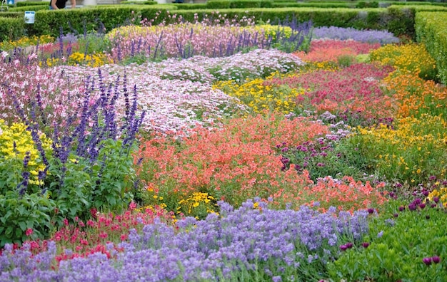 Fiori colorati che fioriscono nel parco