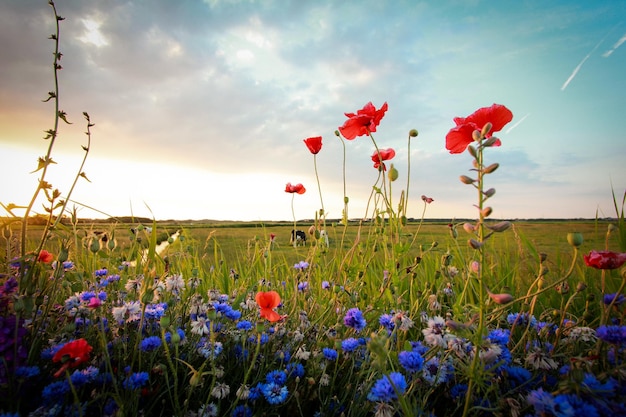 Fiori colorati che fioriscono sul campo