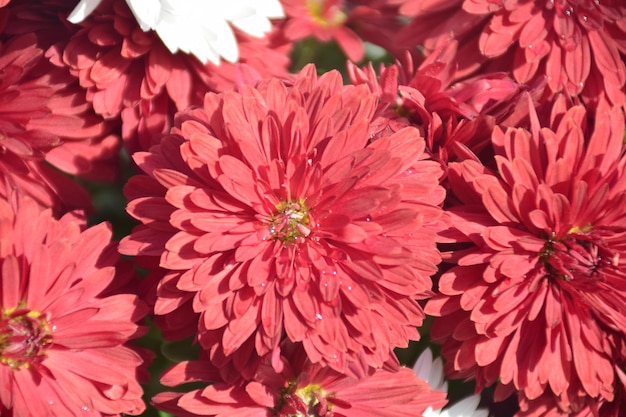 Fiori colorati dell'Aster annuale nel giardino