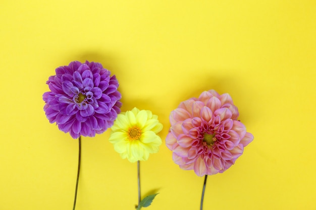 Fiori colorati della dalia su sfondo giallo.