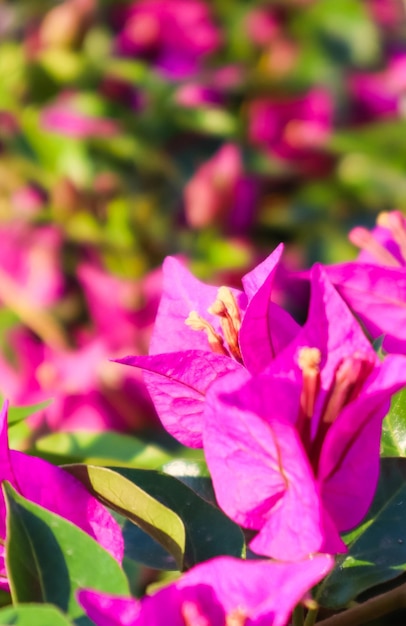 Fiori colorati di Begonville in una giornata di sole