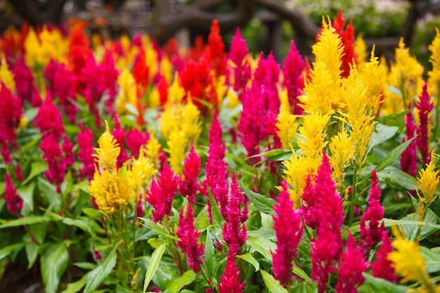 fiori colorati di Celosia Plumosa, cresta di gallo piumato o pettine d&#39;argento.