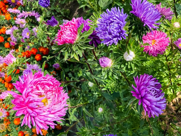 fiori colorati di crisantemo autunnale nel giardino