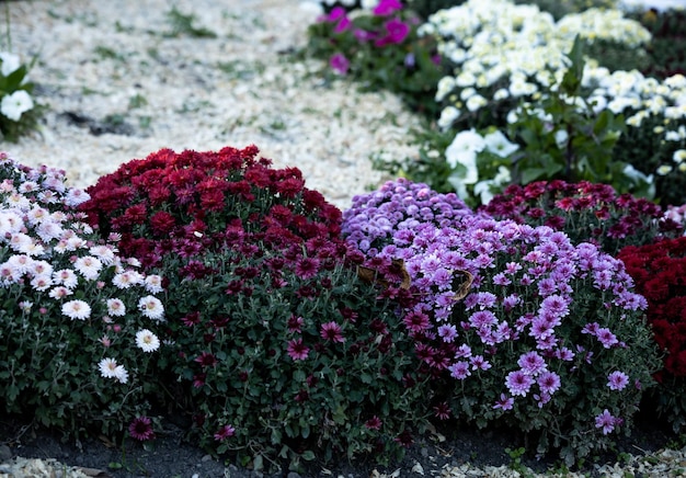 Fiori colorati di crisantemo nel parco autunnale