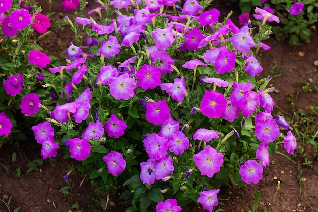 Fiori colorati di petunia in fiore