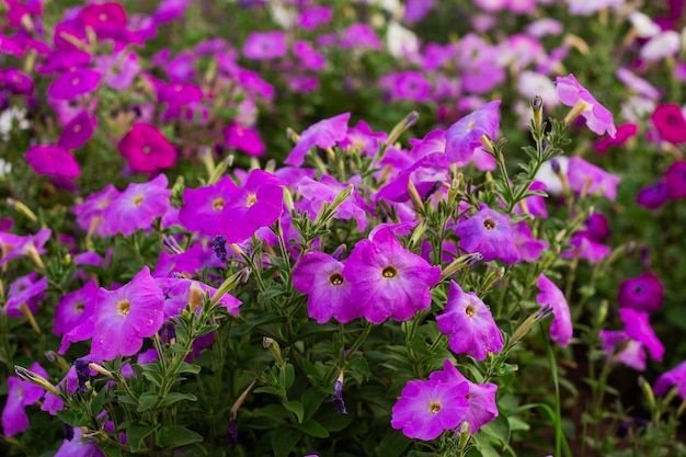 Fiori colorati di petunia in fiore