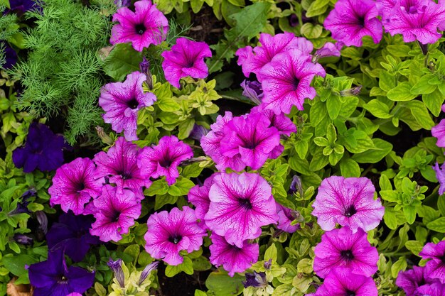 Fiori colorati di Petunia in giardino