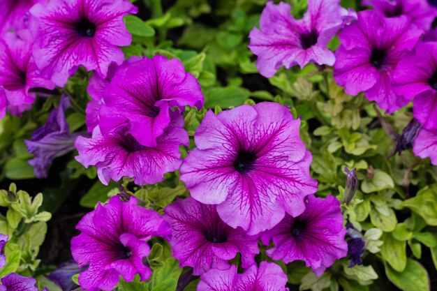 Fiori colorati di Petunia in giardino