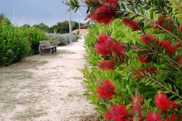 Fiori colorati di scovolino da bottiglia rossi Impuri a causa del blocco del parco pubblico sfocato sullo sfondo Nessun popolo pesante e drammatico cielo grigio prima della pioggia Saragozza Spagna