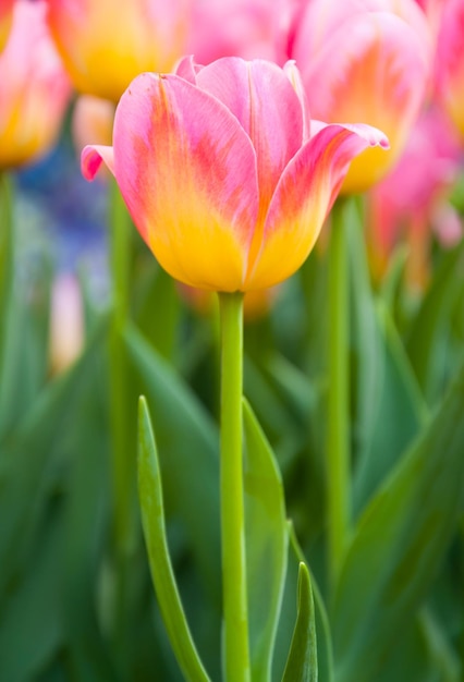 Fiori colorati di tulipani rosaLa fioritura del tulipanoI bellissimi tulipani in fiore in giardino