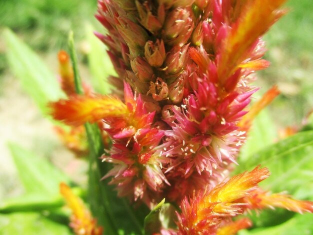 Fiori colorati e natura verde