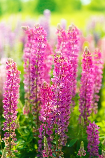 Fiori colorati in campo al tramonto