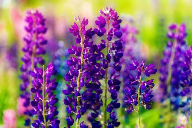 Fiori colorati in campo al tramonto