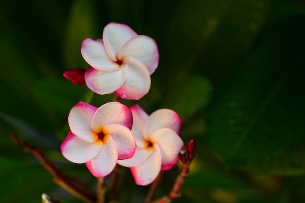 Fiori colorati in giardino