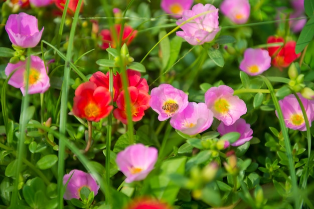 Fiori colorati in giardino