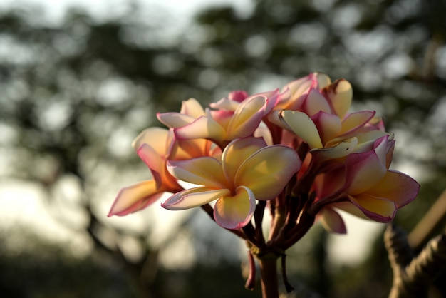 Fiori colorati in natura