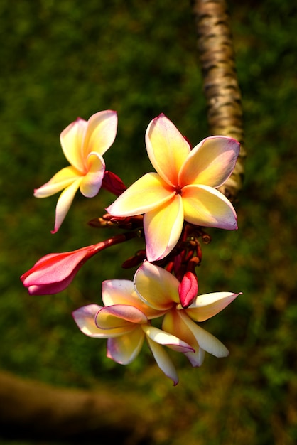 Fiori colorati in natura