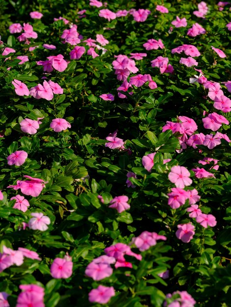 Fiori colorati in primavera