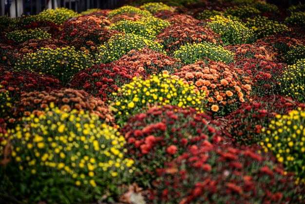 Fiori colorati in un angolo al Central Park Manhattan New York City New York Stati Uniti d'America