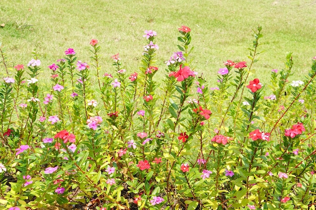 fiori colorati in un bellissimo parco