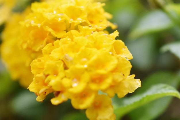 Fiori colorati Lantana camara o bigsage wildsage redsage whitesage tickberry una specie