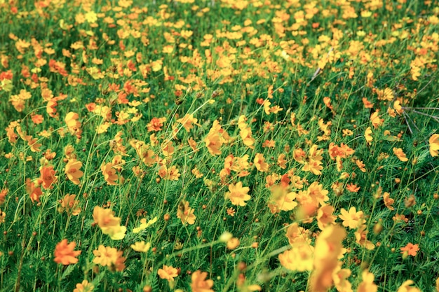fiori colorati nel campo verde