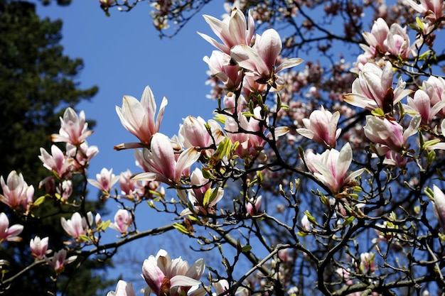 Fiori colorati nel parco pubblico