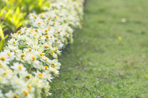 Fiori colorati realizzati con sfumatura per lo sfondo