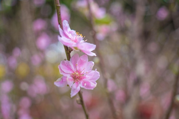 Fiori colorati sbocciano nel piccolo villaggio prima del Tet Festival Vietnam Lunar YearVeduta di rami di pesco e fiori di ciliegio con cibo vietnamita per le vacanze di Tet su sfondo sfocato